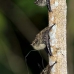 bat_longnosed_la_v_1079_ecu3169.jpg
